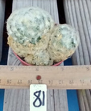 Load image into Gallery viewer, Mammillaria plumosa Fuzzy Golf Ball Cactus Already Clumping
