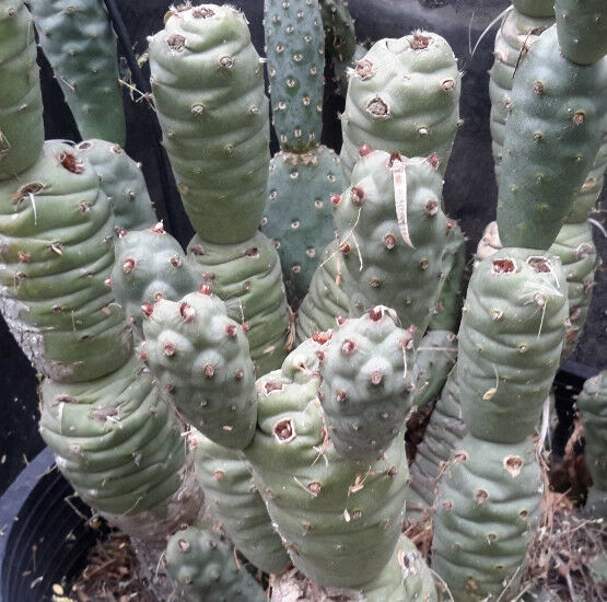 Tephrocactus articulatus v. strobiliformis Knob Cone Few Paper Spines Cactus 4x