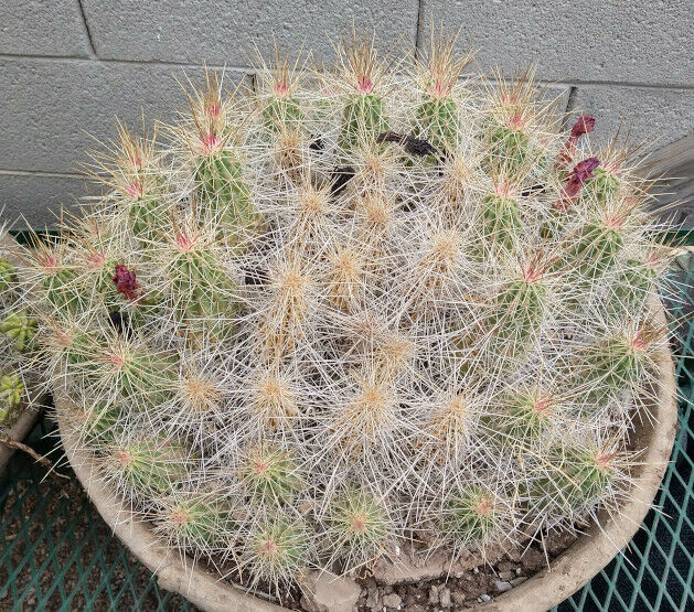 Echinocereus enneacanthus Lavender Flowers Super Clumps Cactus Cold Hardy ML