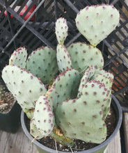 Load image into Gallery viewer, Opuntia cv. Sapphire Wave Mini Blue Purple 1 Pad Prickly Pear
