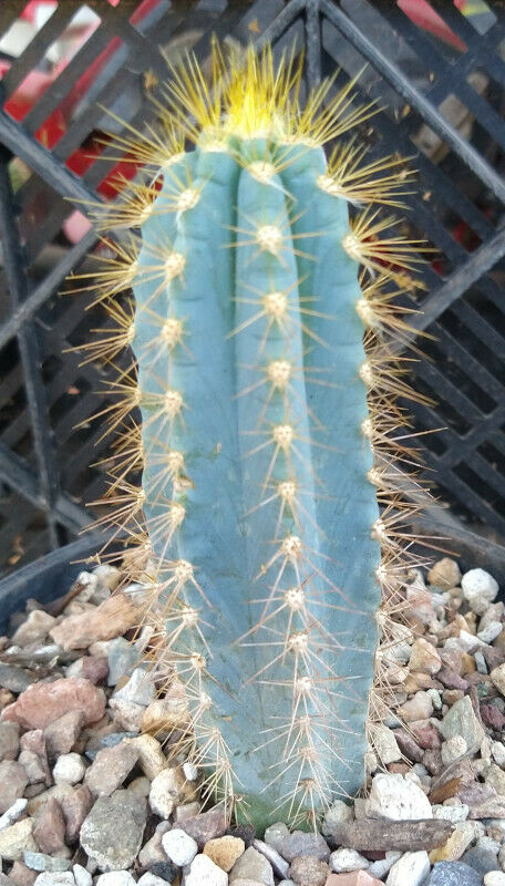 Pilosocereus azureus Blue Torch Cactus 3 Sizes to Choose From