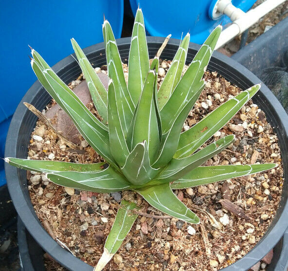 Agave victoria reginae Queen of Agaves Compact Form 18 – cactusbylin.com
