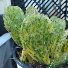 Load image into Gallery viewer, Opuntia cochenillifera variegated 1 Pad Prickly Pear
