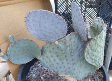 Load image into Gallery viewer, Opuntia macrocentra Blue Coral Wave Giant Pads Cold Hardy Cactus Whole Plants
