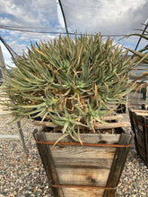Load image into Gallery viewer, Aloe ramosissima Dwarf Caudex Bush Extra Large in 24 inch Box Planter

