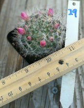 Load image into Gallery viewer, Mammillaria bocasana Fuzz Ball Cactus Pink Flowers 29
