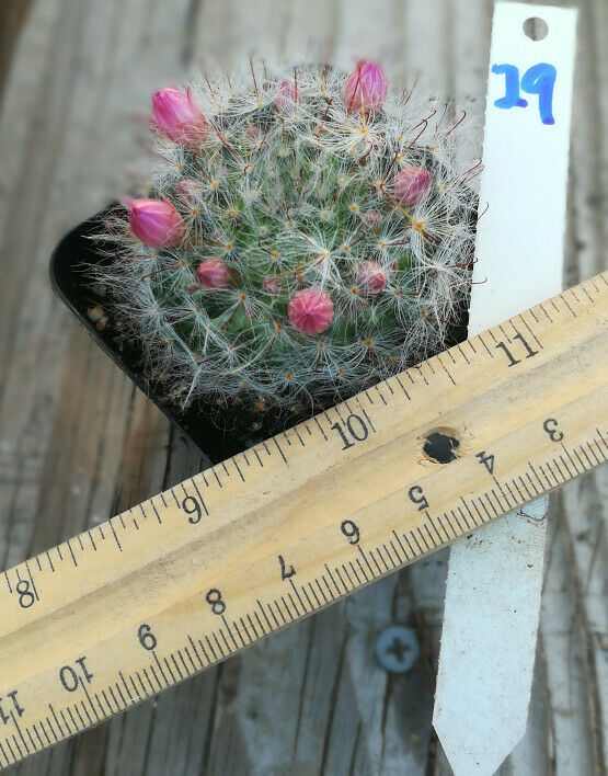 Mammillaria bocasana Fuzz Ball Cactus Pink Flowers 29