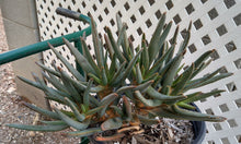 Load image into Gallery viewer, Aloe ramosissima Many Branching Mini Quiver Tree 59
