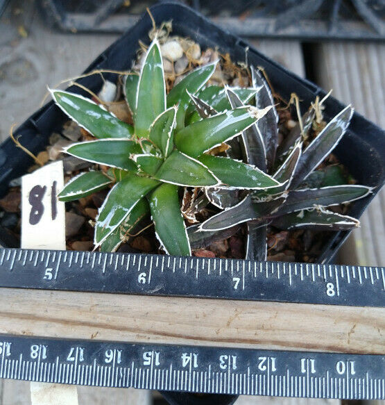Porcupine Agave - Live Starter Plants - Agave Victoria Reginae