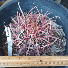 Load image into Gallery viewer, Ferocactus cylindraceus v. lecontei Red Fire Barrel Farm Grown Cactus 183
