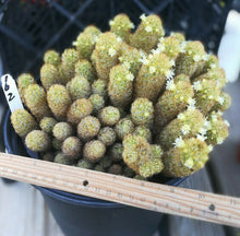 Load image into Gallery viewer, Mammillaria elongata Gold Lace Cactus Huge Pickle Stem Specimens
