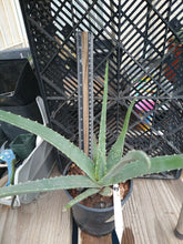 Load image into Gallery viewer, Aloe vera Healthy Green Rosette Loves Hot Weather
