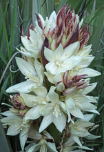 Load image into Gallery viewer, Yucca Baccata Banana Yucca With Pups Awesome Flowers

