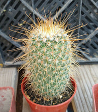 Load image into Gallery viewer, Mammillaria magnifica Gold Hook Spines Pin Cushion Cactus Pink Flowers 189
