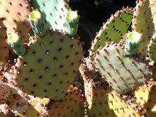 Load image into Gallery viewer, Opuntia basilaris x Santa Rita = Beaverita Pink Fruit Cactus 1 Pad

