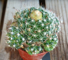 Load image into Gallery viewer, Mammillaria zeilmanniana Clumping Pink Flowers Cactus
