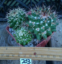 Load image into Gallery viewer, Mammillaria nejapensis Light Tan Drooping Spines Cactus
