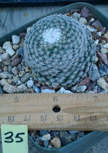 Load image into Gallery viewer, Mammillaria Assorted Unkown Species and Hybrids
