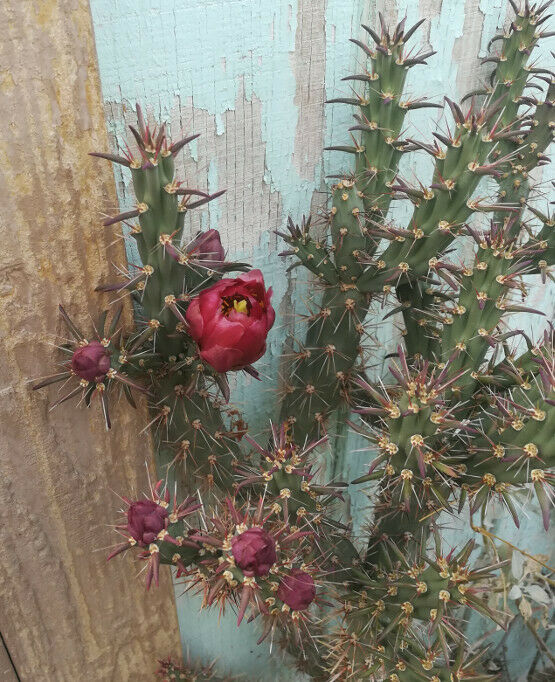 Cylindropuntia versicolor Long Section Cholla Cactus Deep Red Flower 1 Section