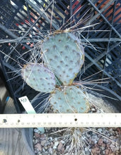 Load image into Gallery viewer, Opuntia macrocentra Extra Long Spines Cold Hardy Cactus Whole Plant
