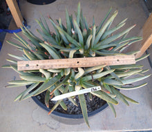 Load image into Gallery viewer, Aloe ramosissima Dwarf Caudex Bush Extra Large 136
