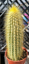 Load image into Gallery viewer, Vatricania guentheri Golden Column Cactus 64
