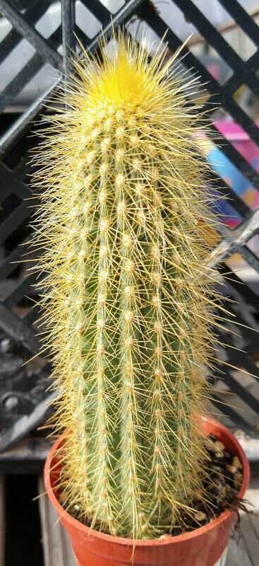 tall cactus house plant Vatricania guentheri Golden Column Cactus 64 – cactusbylin.com
