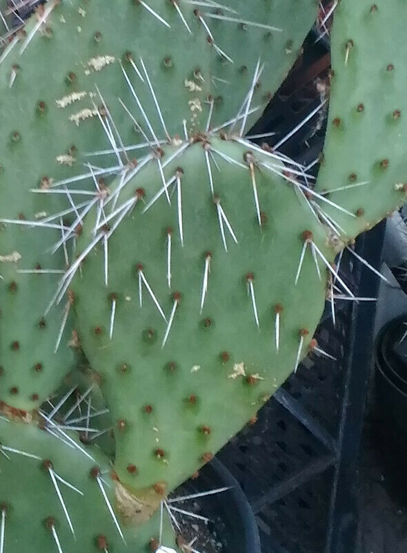 Opuntia phaeacantha Very Cold Hardy Cactus USDA Zone 5 One Section