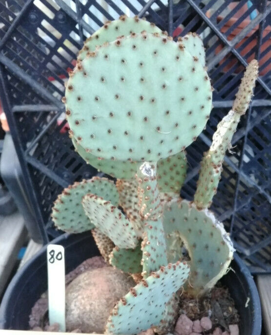 prickly pear cactus face Opuntia rufida Clock Face Cactus 80 Whole Plant All Pads Included – cactusbylin.com