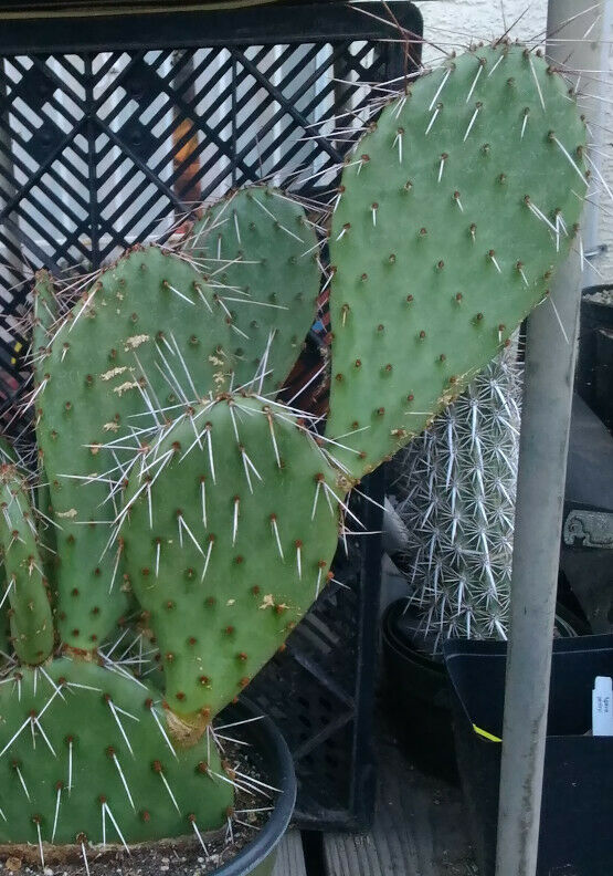 prickly pear cactus zone Opuntia phaeacantha Very Cold Hardy Cactus USDA Zone 5 One Section