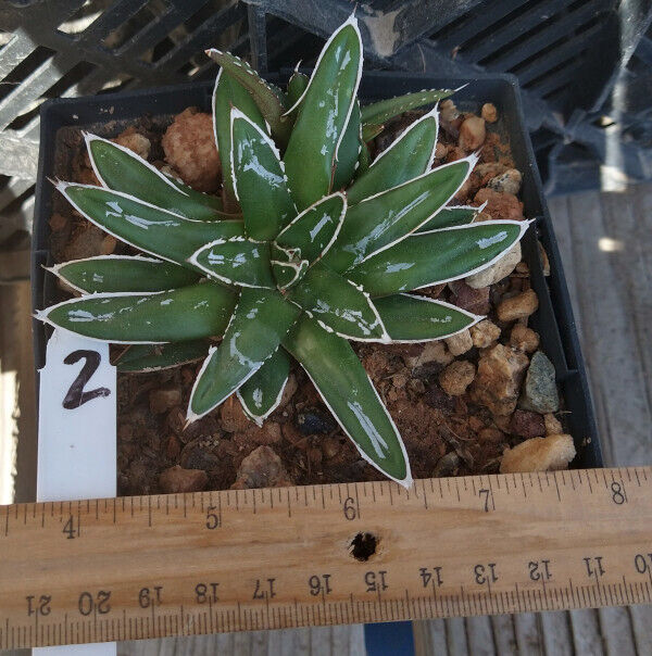 Agave victoria-reginae compacta Queen Victoria Agave 2 – cactusbylin.com