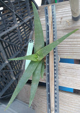 Load image into Gallery viewer, Aloe aff. saponaria Healthy Green Rosette Freely Offsetting 155
