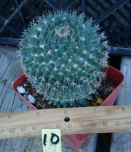 Load image into Gallery viewer, Mammillaria Assorted Unkown Species and Hybrids
