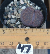 Load image into Gallery viewer, Lithops Assorted Living Mesemb Variety Stones Rock Mini Multi Lot Hookeri Lot #2
