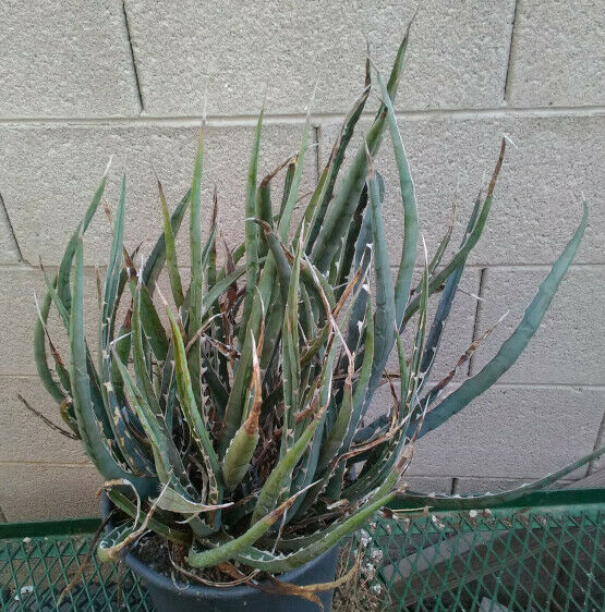 Agave xylanocantha Long Narrow Leaves With Jagged Edges Succulent Plant