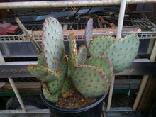 Load image into Gallery viewer, Opuntia Pinta Rita Pancake Round Purple Pads Cactus 1 Section
