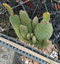 Load image into Gallery viewer, Opuntia basilaris x macrodasys Beaver Tail x Bunny Ears Cactus Whole Plant
