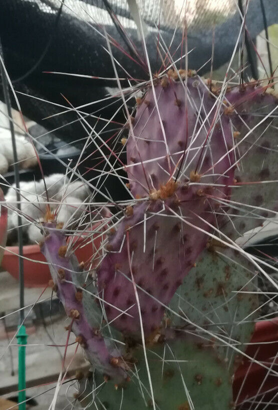 elongated prickly pear cactus Opuntia macrocentra Extra Long Spines Cold Hardy Cactus 1Pad –  cactusbylin.com