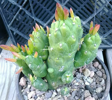 Load image into Gallery viewer, Opuntia Subulata Red Tips Thick Sections Cactus Whole Plant 19
