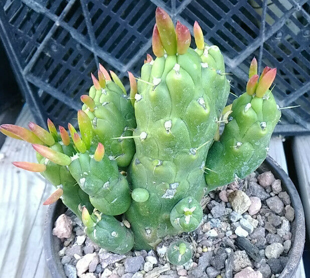 Opuntia Subulata Red Tips Thick Sections Cactus Whole Plant 19