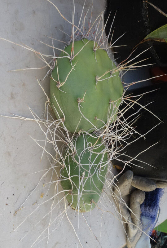 Opuntia sulphurea A-Clone Long White Curly Spines Cactus 1 Pad