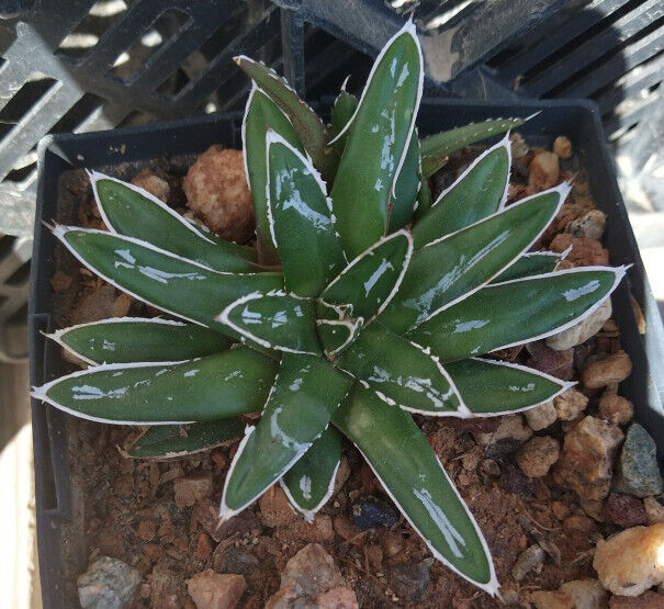 Porcupine Agave - Live Starter Plants - Agave Victoria Reginae
