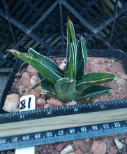 Load image into Gallery viewer, Agave ferdinand regis King of Agaves Tricuspid Terminal Spines
