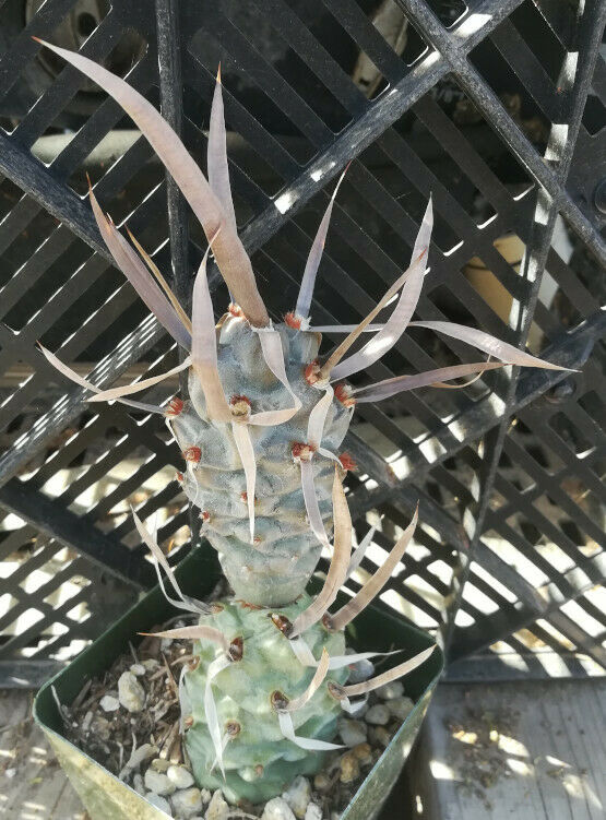 Tephrocactus articulatus v diadematus Chineese Fingernails Cactus Whole Plant 66