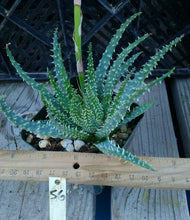 Load image into Gallery viewer, Aloe humilis Copious Narrow White Pimple Leaves Succulent 55
