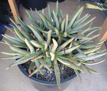 Load image into Gallery viewer, Aloe ramosissima Dwarf Caudex Bush Extra Large 136
