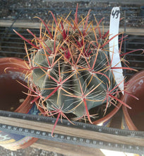 Load image into Gallery viewer, Ferocactus gracilis coloratus Bright Red Spines Cactus Specimens LG
