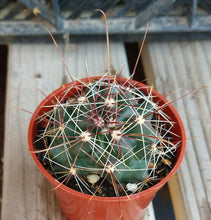 Load image into Gallery viewer, Ferocactus hamatacanthus Most Cold Hardy Ferocactus Long Hook Spines 63
