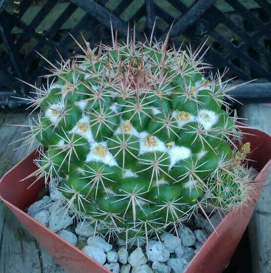 Mammillaria montensis White Cotton Between Tubercles Cactus –  cactusbylin.com