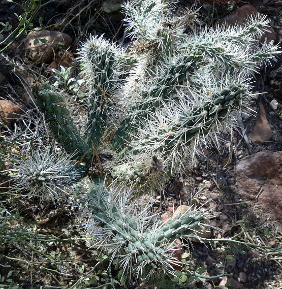 Cylindropuntia echinocarpa White Spines Glowing Silhouette Cactus 1 Section